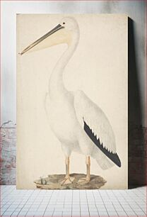 Πίνακας, Pelecanus onocrotalus (Great White Pelican)
