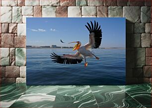 Πίνακας, Pelican Catching Fish in Mid-Air Πελεκάνος που πιάνει ψάρια στον αέρα