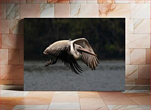 Πίνακας, Pelican in Flight Πελεκάνος σε πτήση