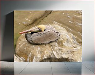 Πίνακας, Pelican Resting on Rock Πελεκάνος που αναπαύεται στο βράχο