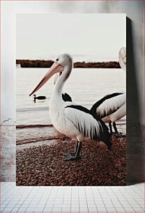 Πίνακας, Pelicans by the Water Πελεκάνοι δίπλα στο νερό