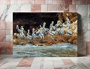 Πίνακας, Pelicans on a Rocky Shore Πελεκάνοι σε μια βραχώδη ακτή
