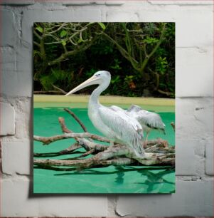 Πίνακας, Pelicans on Branch Πελεκάνοι σε κλαδί