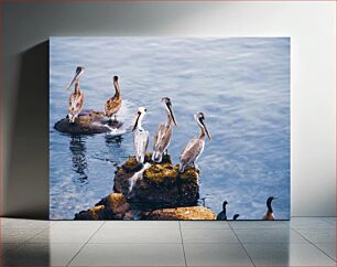Πίνακας, Pelicans Standing on Rocks in Water Πελεκάνοι που στέκονται σε βράχους στο νερό