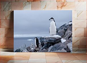 Πίνακας, Penguins on a Rocky Shore Πιγκουίνοι σε μια βραχώδη ακτή