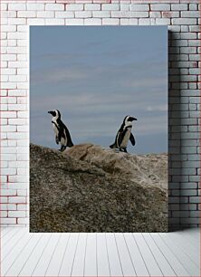 Πίνακας, Penguins on a Rocky Surface Πιγκουίνοι σε βραχώδη επιφάνεια