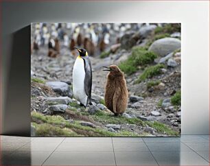 Πίνακας, Penguins on a Rocky Terrain Πιγκουίνοι σε βραχώδες έδαφος