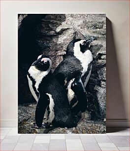 Πίνακας, Penguins on Rocky Terrain Πιγκουίνοι στο βραχώδες έδαφος
