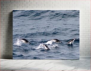 Πίνακας, Penguins Swimming in the Sea Πιγκουίνοι που κολυμπούν στη θάλασσα