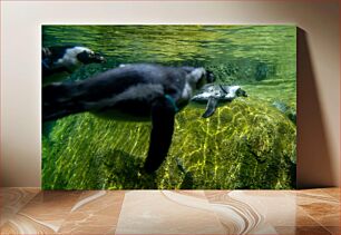 Πίνακας, Penguins Swimming Underwater Πιγκουίνοι που κολυμπούν υποβρύχια