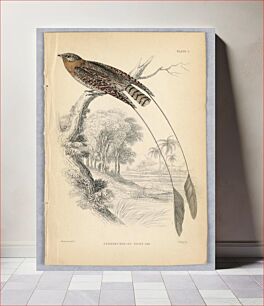 Πίνακας, Pennant-Winged Night-Jar, Plate 5 from Birds of Western Africa, William Home Lizars