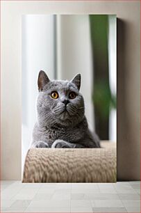 Πίνακας, Pensive Cat Σκεπτική γάτα