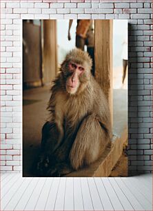 Πίνακας, Pensive Monkey Συλλογισμένος Πίθηκος
