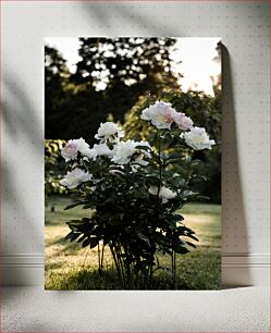 Πίνακας, Peonies in Full Bloom Παιώνιες σε πλήρη άνθιση