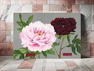 Πίνακας, Peony blossom, pink & fuchsia flower, vintage print from The Picture Book of Peonies by the Niigata Prefecture, Japan