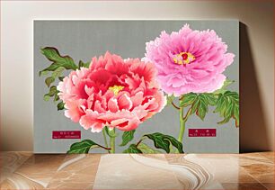 Πίνακας, Peony blossom, pink & red flower, vintage print from The Picture Book of Peonies by the Niigata Prefecture, Japan