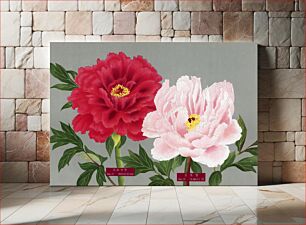 Πίνακας, Peony blossom, pink & red flower, vintage print from The Picture Book of Peonies by the Niigata Prefecture, Japan