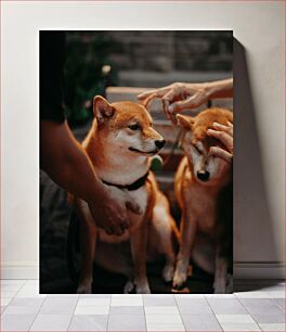 Πίνακας, People Petting Shiba Inu Dogs Άνθρωποι που χαϊδεύουν τα σκυλιά Shiba Inu