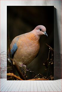 Πίνακας, Perched Dove in Focus Σκαρφαλωμένο Περιστέρι στην εστίαση