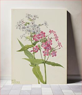 Πίνακας, Perennial Phlox (Phlox paniculata) by Mary Vaux Walcott