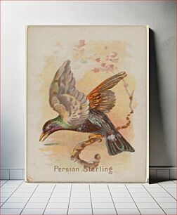 Πίνακας, Persian Starling, from the Song Birds of the World series (N23) for Allen & Ginter Cigarettes issued by Allen & Ginter, George S. Harris & Sons (lithographer)