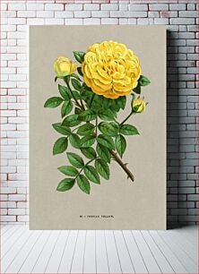 Πίνακας, Persian Yellow rose, vintage flower illustration by François-Frédéric Grobon