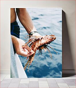 Πίνακας, Person Holding a Lionfish Άτομο που κρατά ένα λιοντόψαρο