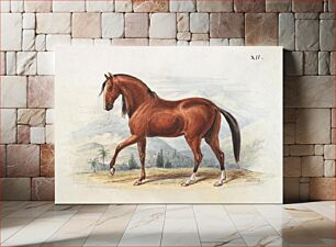 Πίνακας, Peruvian Paso (1837), vintage horse illustration by by Charles Hamilton Smith