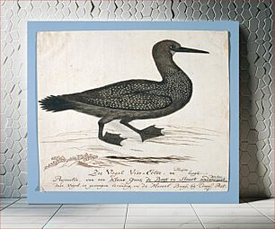 Πίνακας, Phalacrocorax capensis (Cape cormorant) (1777–1786) by Robert Jacob Gordon