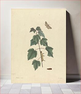 Πίνακας, Phalaena Aceris. Acer Rubrum (Grey Maple Moth, Red Maple), Plate 93 from James Edward Smith, the 'Natural History of the Rarer Lepidopterous Insects of Georgia', London, 1797