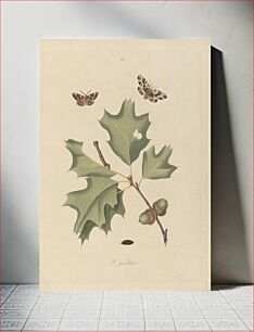 Πίνακας, Phalaena Quernaria. Quercus Rubra (American Oak Beauty, Northern Red Oak), Plate 103 from James Edward Smith, the 'Natural History of the Rarer Lepidopterous Insects of Georgia', London, 1797