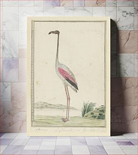 Πίνακας, Phoenicopterus ruber roseus (Greater flamingo) (1777–1786) by Robert Jacob Gordon