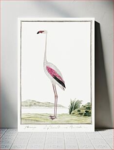 Πίνακας, Phoenicopterus ruber roseus: greater flamingo (1777–1786) by Robert Jacob Gordon