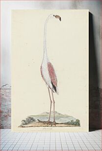 Πίνακας, Phoenicopterus ruber roseus (Greater flamingo) (1777–1786) by Robert Jacob Gordon