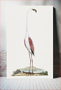 Πίνακας, Phoenicopterus ruber roseus: greater flamingo (1777–1786) by Robert Jacob Gordon