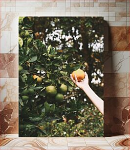 Πίνακας, Picking an Orange Διαλέγοντας ένα Πορτοκάλι