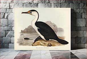 Πίνακας, Pied Cormorant (Phalacrocorax hypoleucus) illustrated by Elizabeth Gould (1804–1841) for John Gould’s (1804-1881)