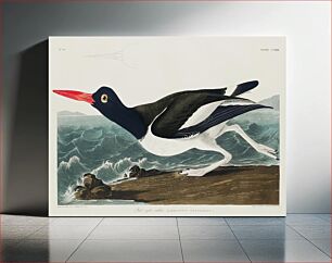 Πίνακας, Pied oyster-catcher from Birds of America (1827) by John James Audubon, etched by William Home Lizars