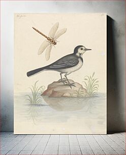 Πίνακας, Pied Wagtail and Dragonfly by George Edwards