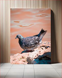 Πίνακας, Pigeon by the Water Περιστέρι δίπλα στο νερό