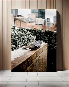 Πίνακας, Pigeon in the City Περιστέρι στην Πόλη