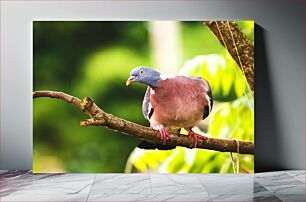 Πίνακας, Pigeon on a Branch Περιστέρι σε κλαδί