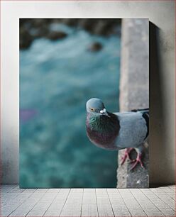 Πίνακας, Pigeon on the ledge Περιστέρι στο περβάζι