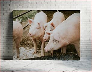 Πίνακας, Pigs in a pen Γουρούνια σε στυλό