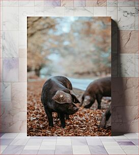Πίνακας, Pigs in Autumn Leaves Γουρούνια σε Φθινοπωρινά Φύλλα