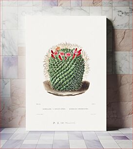 Πίνακας, Pincushion Cactus (Mammillaria Dolichocentra) from Iconographie descriptive des cactées by Charles Antoine Lemaire (1801–1871)