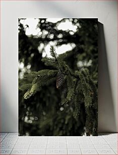 Πίνακας, Pine Cone on a Fir Tree Πεύκο σε ένα έλατο