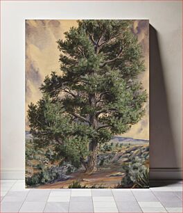 Πίνακας, Pine Tree, Sandow
