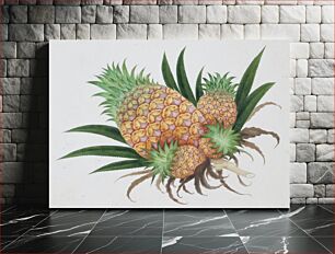 Πίνακας, Pineapple (Ananas comosus)