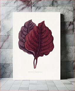 Πίνακας, Pink Amarantus leaf illustration